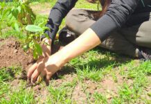 La UNRC incorpora plantas nativas en la parquización del campus